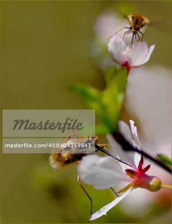 Two flies bombylius pollinate flowers