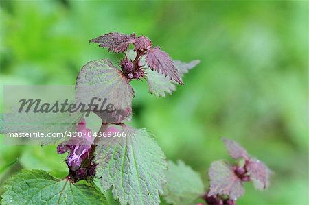 Flowers of  Lamium maculatum in the forest. Photographed close-up