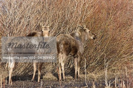 Moose Cow and Calf Saskatchewan Canada