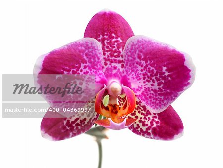 Purple orchid phalaenopsis isolated on white, macro