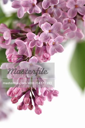 Beautiful fragrant pink lilac on white background