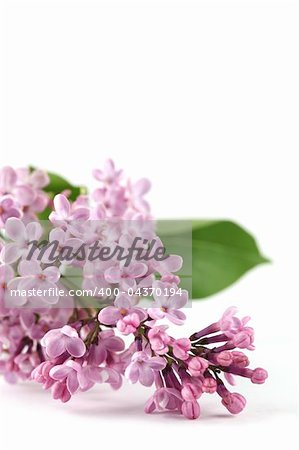 Beautiful fragrant pink lilac isolated on white background