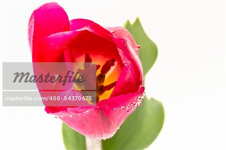 bicolor tulips on a white background
