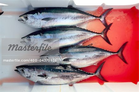 bloody bluefin four tuna fish Thunnus thynnus catch row