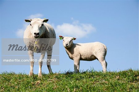 Sheep and lamb in the meadow