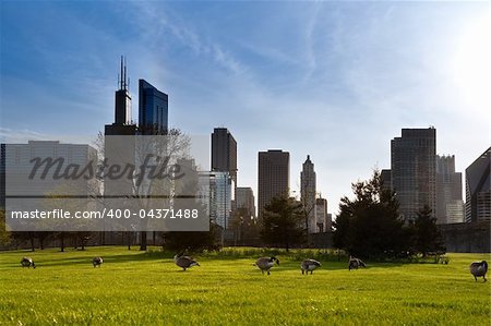 Contrast between nature and human settlement in Chicago.