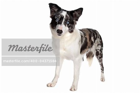 Border Collie sheepdog in front of a white background