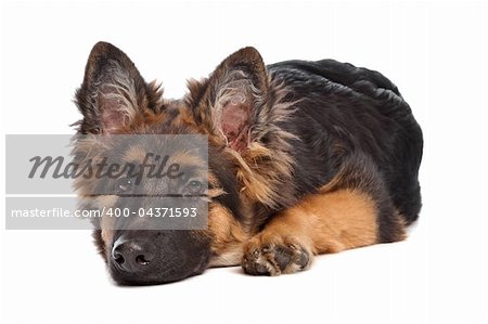 German Shepherd puppy in front of a white background