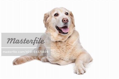 Labrador Retriever vor einem weißen Hintergrund