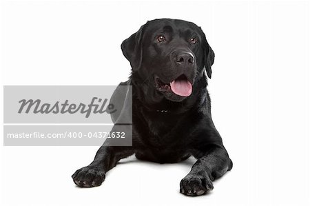 Labrador retriever in front of a white background