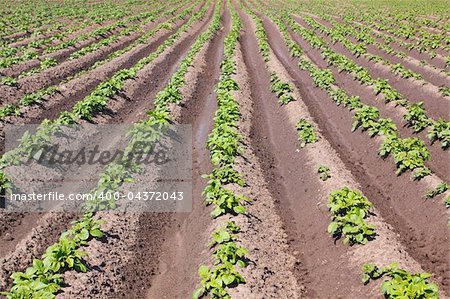 Agricultural field with rows of potatoes