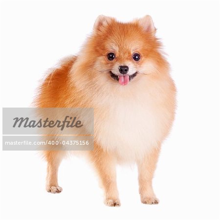 Pomeranian dog isolated on a white background