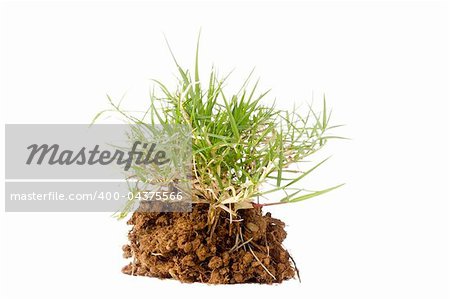Small section of grass growing out of brown soil on a white background.