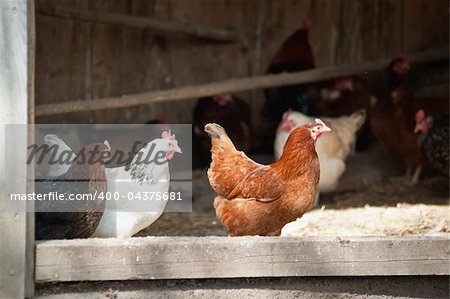 Group of chicken in an open chicken house