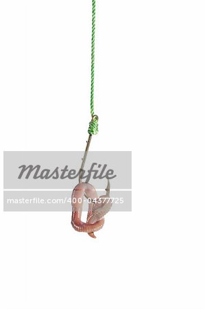 earthworm on hook on white background