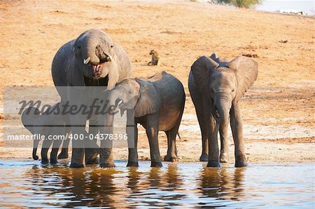 Large herd of African elephants (Loxodonta Africana) drinking from the river in Botswana