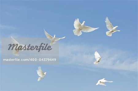 flying doves in sky