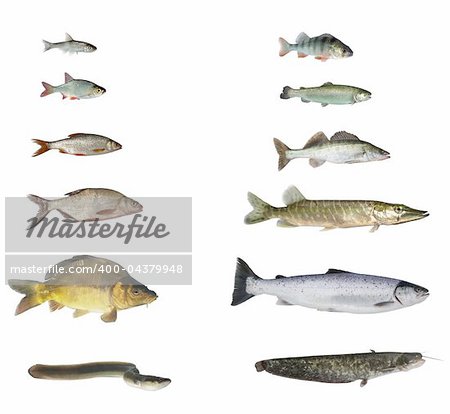 fish of rivers and lakes on white background