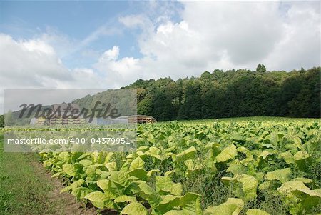 plantation  and drying the leaf of tobacco