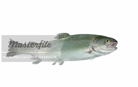 alive trout on white background