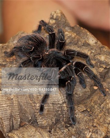 A close-up photo of a hairy and intimidating tarantula.