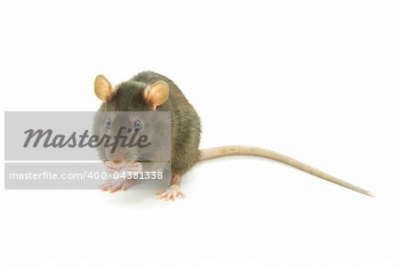gray rat  isolated on white background