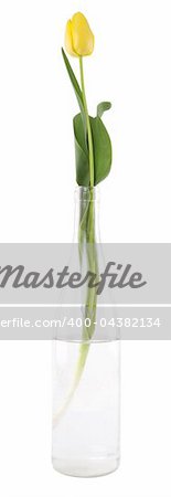 yellow tulip in glass bottle on white background