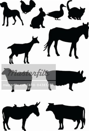 illustration of domestics animal  -  vector