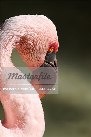 Flamingo Beautiful pink bird from florida closeup
