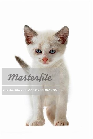 young siamese, kitten in front of white background