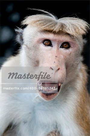 Portrait of wild smart monkey with clever and calm look