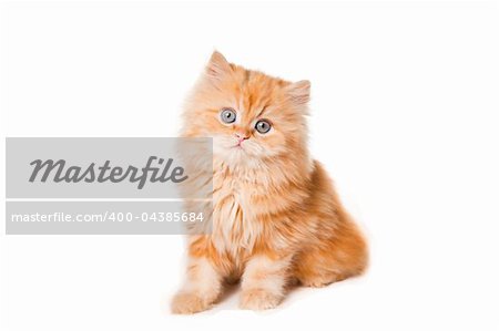 Lovely small red persian kitten on isolated white background