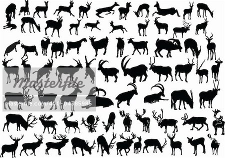 wild animals collection - vector