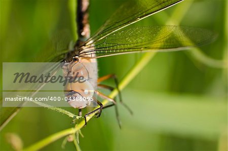 close up shot of a dragonfly on a stick