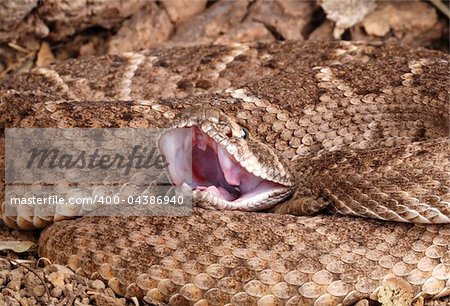 Western Diamondback Rattlesnake (Crotalus atrox).