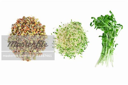 vegetarian food of alfalfa,snow peas and lentils isolated on white