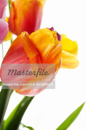 Many beautiful colored tulip in a bouquet is displayed in white