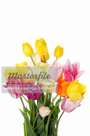 Many beautiful colored tulip in a bouquet. Isolated on white background