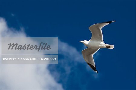 Beautiful seagull flying on the blue sky