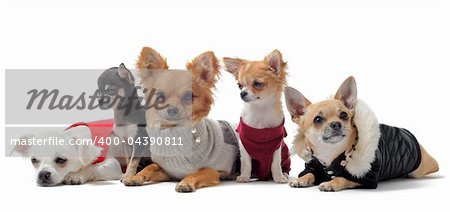 group of chihuahua dressed in front of white background