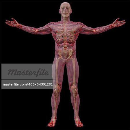 translucent human body with visible bones. isolated on black.
