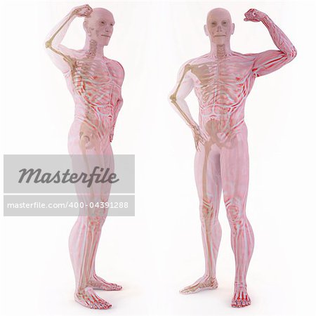 translucent human body with visible bones. isolated on white.