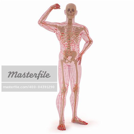 translucent human body with visible bones. isolated on white.