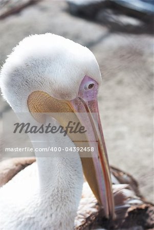 Photo of great white pelican closeup - Pelecanus onocrotalus