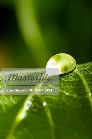 water drop on fresh green leaf with blurred background