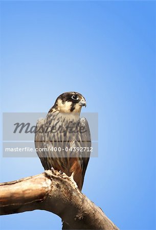 Kestrel sitting on a wooden log against a blue background. Isolated with clipping path
