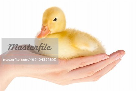 Little yellow duckling on the human hand