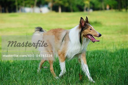 Collie rough dog running on the lawn