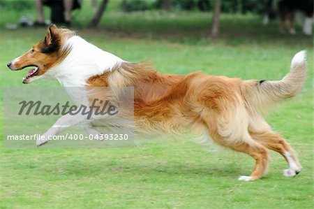 Collie dog running on the lawn