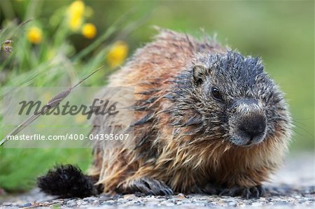 Marmot during the first part of spring